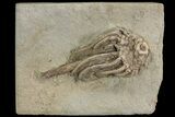 Crinoid (Macrocrinus) Fossil - Crawfordsville, Indiana #78256-1